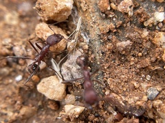Novomessor albisetosus