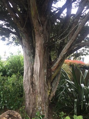 Podocarpus