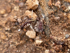 Novomessor albisetosus