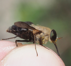 Esenbeckia