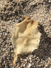 Chondracanthus exasperatus