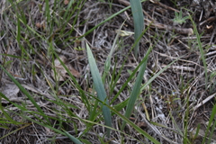 Calochortus lyallii