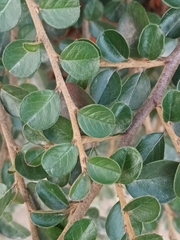 Cotoneaster hjelmqvistii