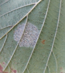 Phyllonorycter coryli