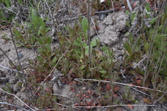 Draba nemorosa