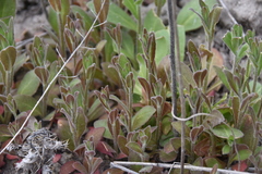 Draba nemorosa