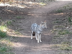 Lycalopex gymnocercus