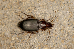 Calathus ruficollis