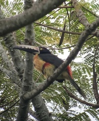 Pteroglossus torquatus