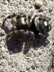 Phidippus audax