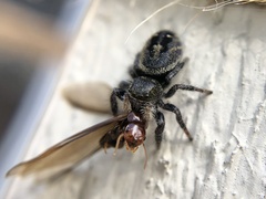 Phidippus