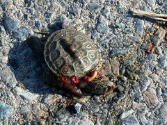 Malaclemys terrapin terrapin
