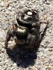 Phidippus audax