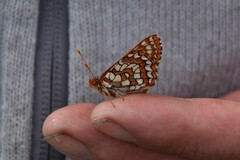 Euphydryas anicia