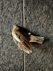 Hylocichla mustelina