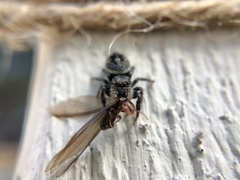 Phidippus