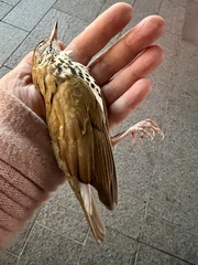 Hylocichla mustelina