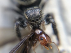 Phidippus