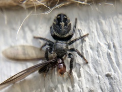 Phidippus