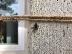Phidippus