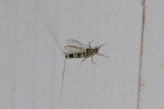 Callibaetis pictus