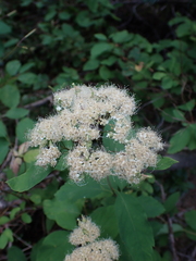 Spiraea betulifolia