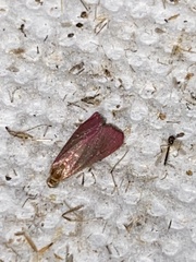 Pyrausta inornatalis