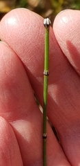 Equisetum variegatum variegatum