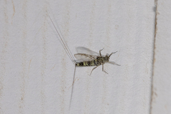 Callibaetis pictus