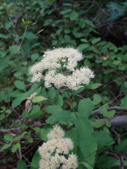 Spiraea betulifolia