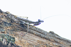 Fuga annulipes