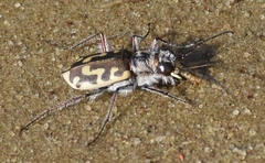 Cicindela hirticollis