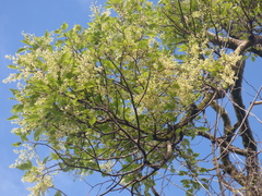 Plagianthus regius