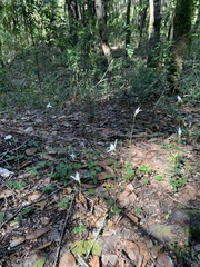 Codonorchis lessonii