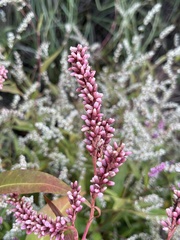 Persicaria lapathifolia