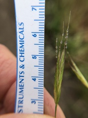 Bromus carinatus