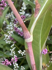 Persicaria lapathifolia