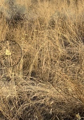 Coliadinae