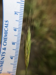Bromus carinatus