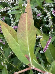 Persicaria lapathifolia