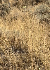 Coliadinae