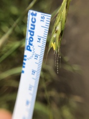 Bromus carinatus