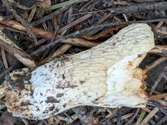 Turbinellus kauffmanii