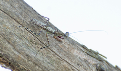 Fuga annulipes