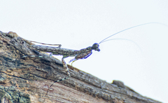 Fuga annulipes