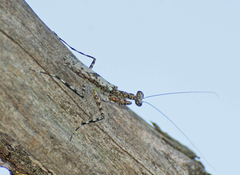 Fuga annulipes
