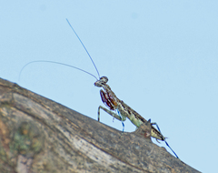Fuga annulipes