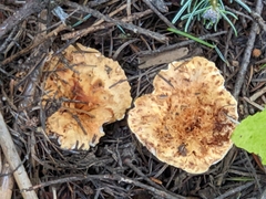 Turbinellus kauffmanii