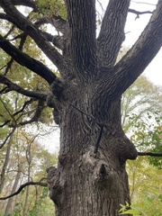 Quercus macrocarpa