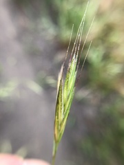 Bromus carinatus